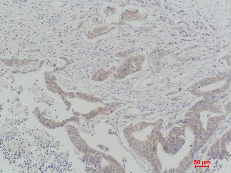 c-Raf Polyclonal Antibody (F275)