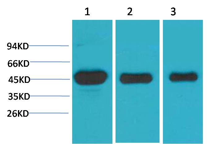 MEK1 Polyclonal Antibody (F187)