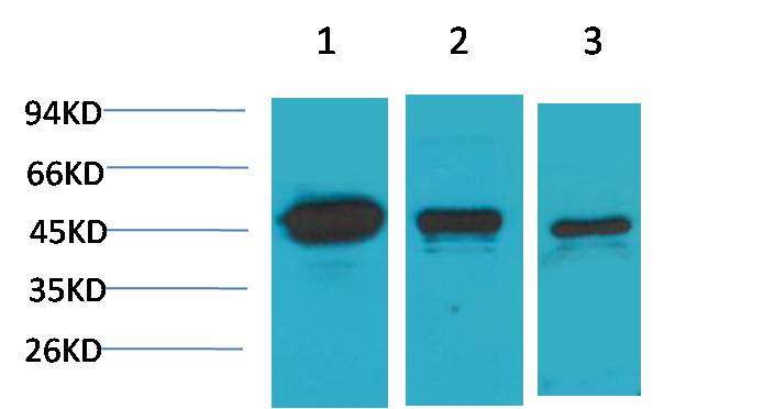 MEK2 Polyclonal Antibody (F189)