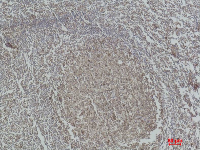 Caspase 3 Polyclonal Antibody (F123)