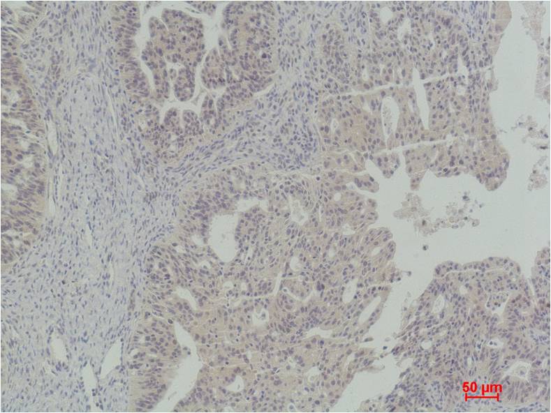 STAT5a Polyclonal Antibody (F252)