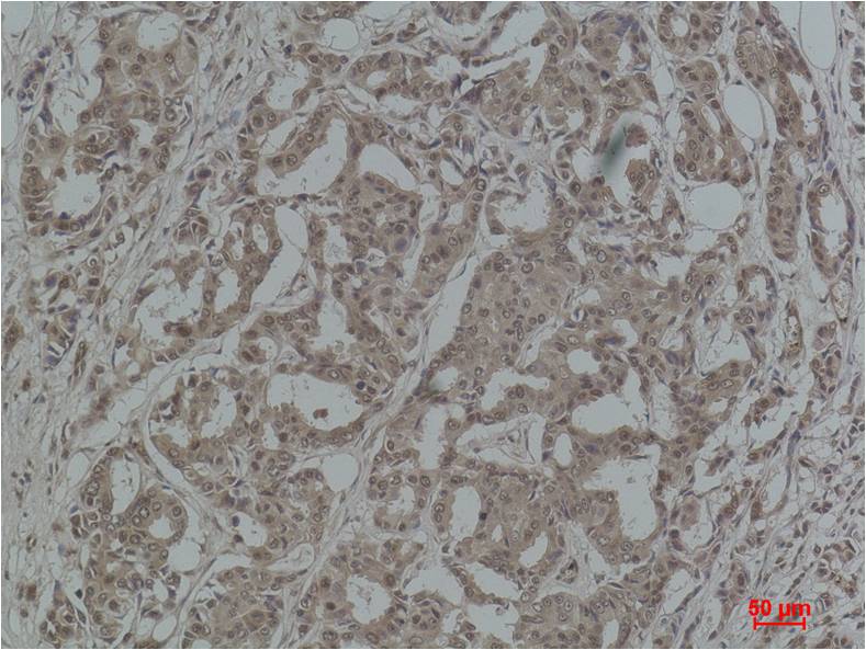 STAT3 Polyclonal Antibody (F245)