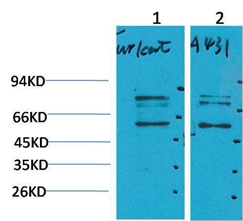 Beclin-1 Polyclonal Antibody (F122)