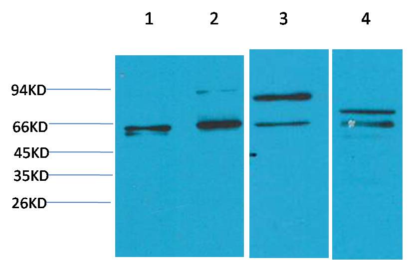 Smad2 Polyclonal Antibody (F231)