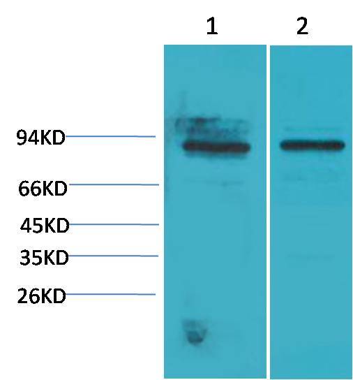 STAT5a Polyclonal Antibody (F251)