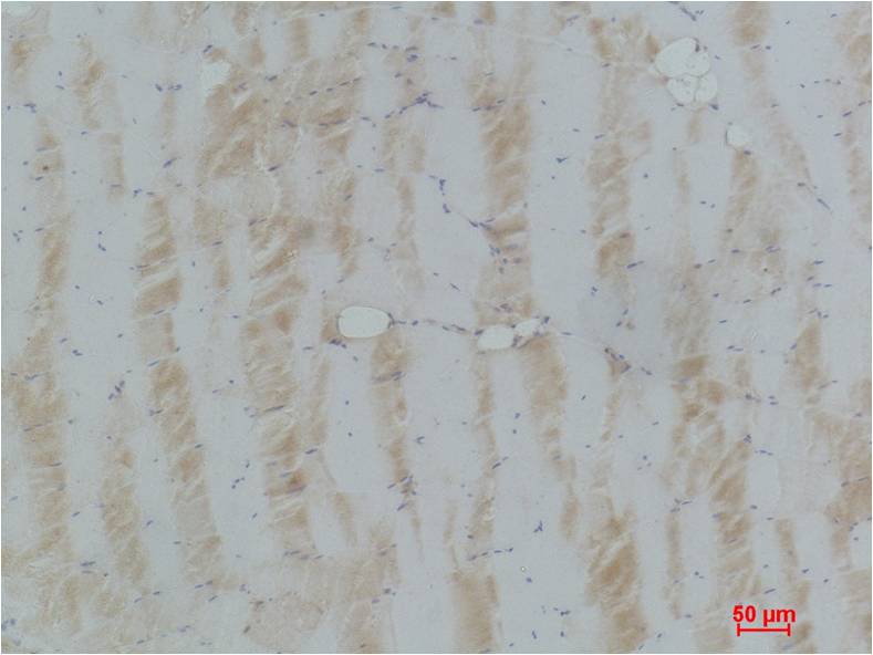 eEF1A2 Binding Protein Polyclonal Antibody (GT)