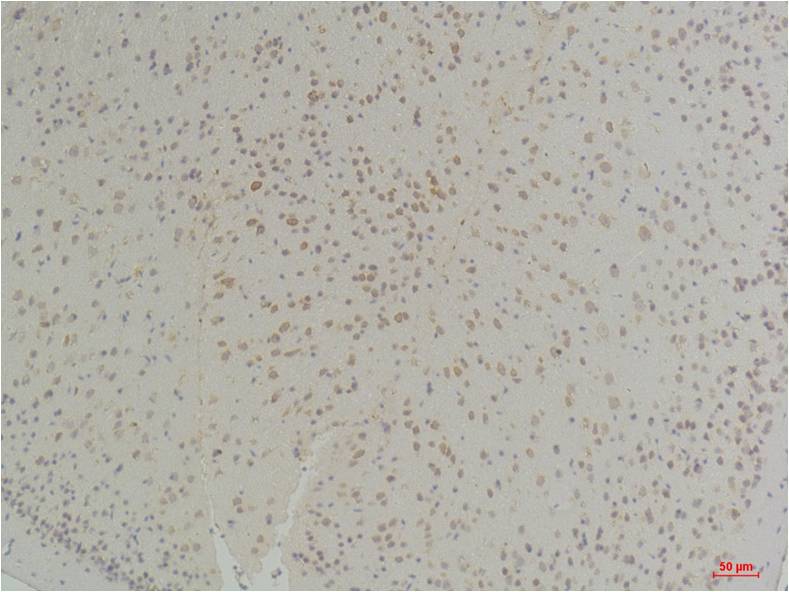 Connexin-26 Polyclonal Antibody (A219)