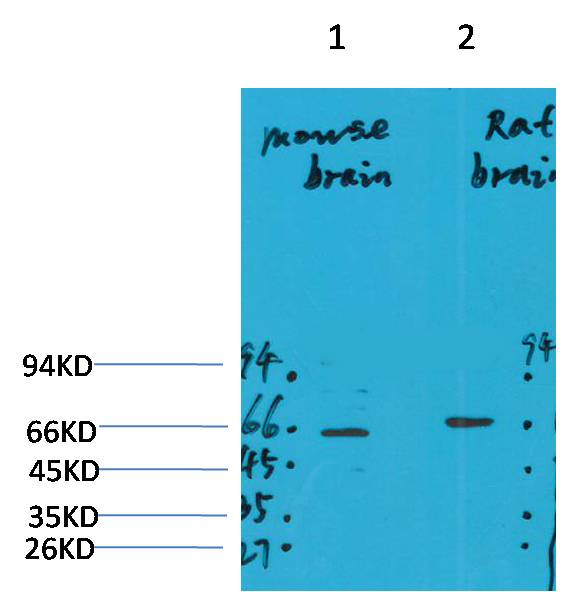 GABA A Receptor Alpha4 Polyclonal Antibody (A226)