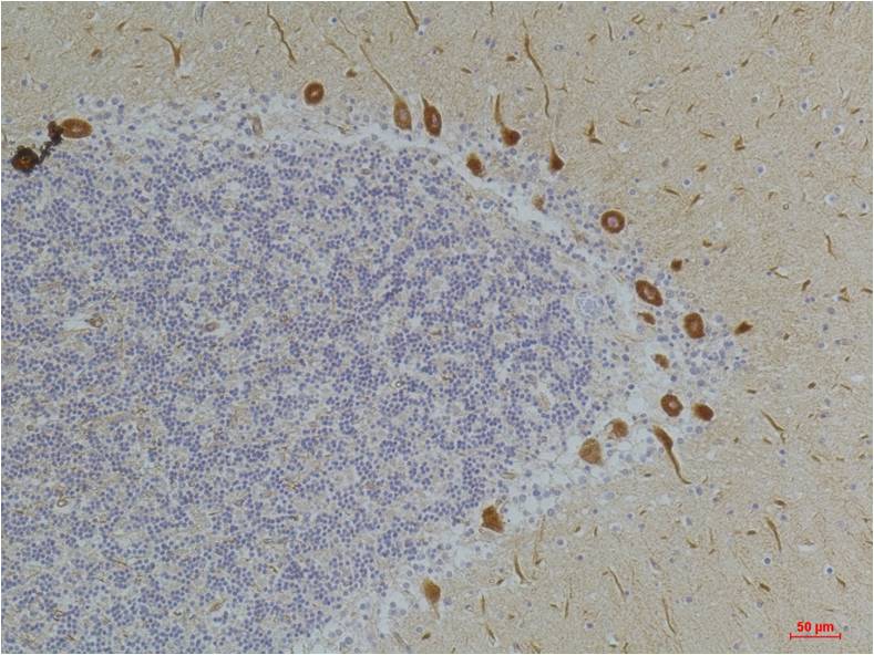 Ghrelin Receptor Polyclonal Antibody (A232)