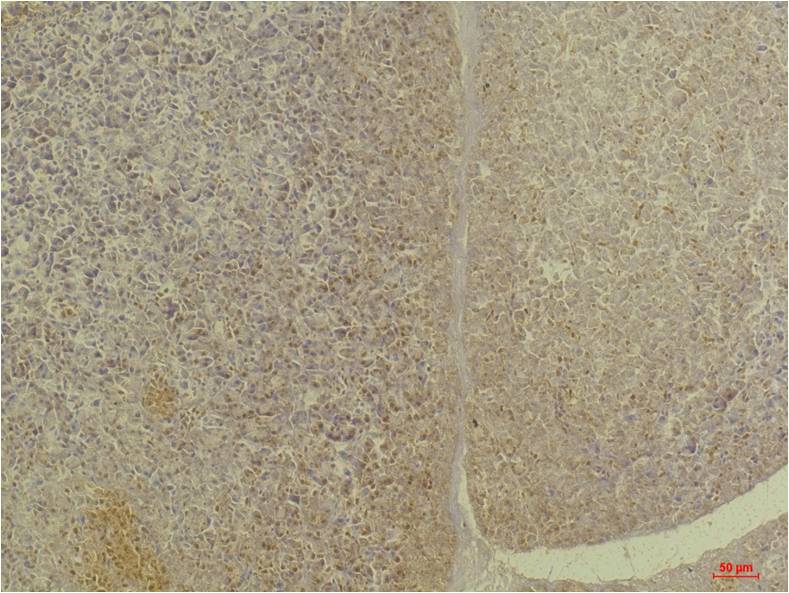 GLP1R Polyclonal Antibody (A233)