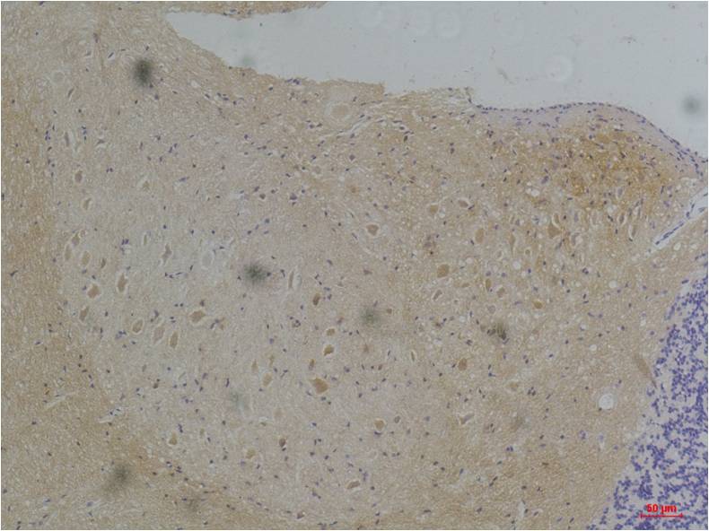 Kv1.1 potassium channel Polyclonal Antibody (A242)