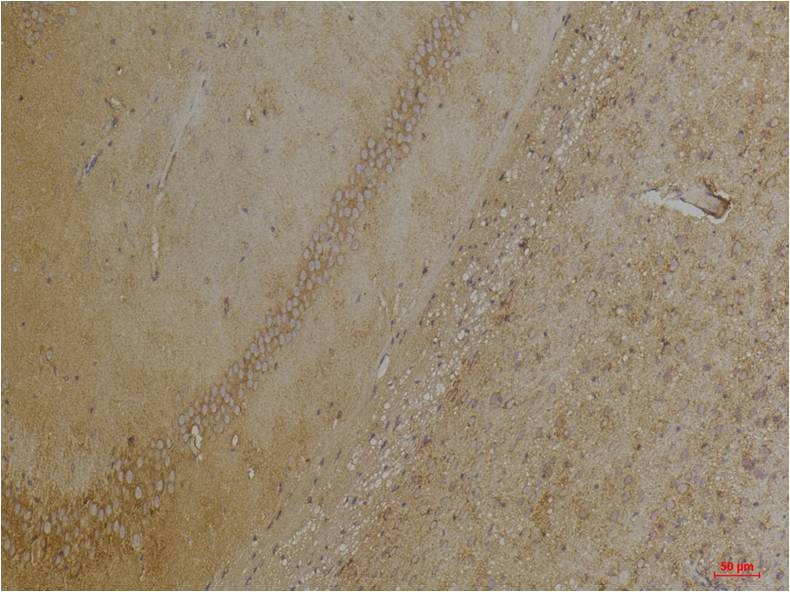Kir4.1 Polyclonal Antibody (A252)