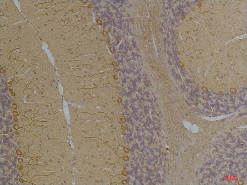 KV1.8 Polyclonal Antibody (A258)