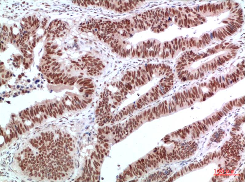 c-Jun Polyclonal Antibody (F128)