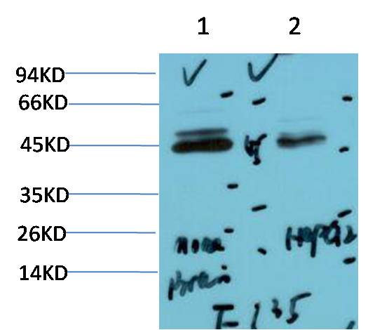 MAPK (ERK1 2) Polyclonal Antibody (F135)