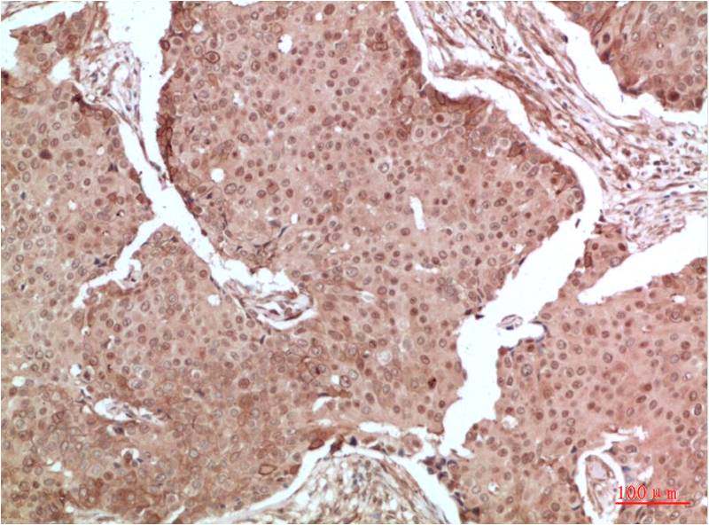 MAPK (ERK1 2) Polyclonal Antibody (F135)