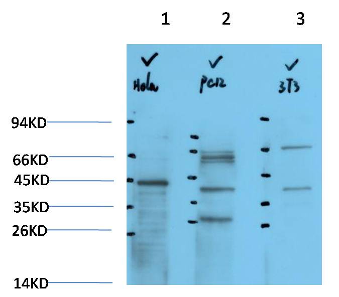 IkB Alpha Polyclonal Antibody (F168)
