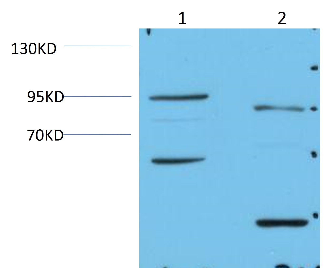HSP90 Alpha+Beta Polyclonal Antibody