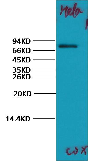 COX2 Cyclooxygenase 2 Polyclonal Antibody