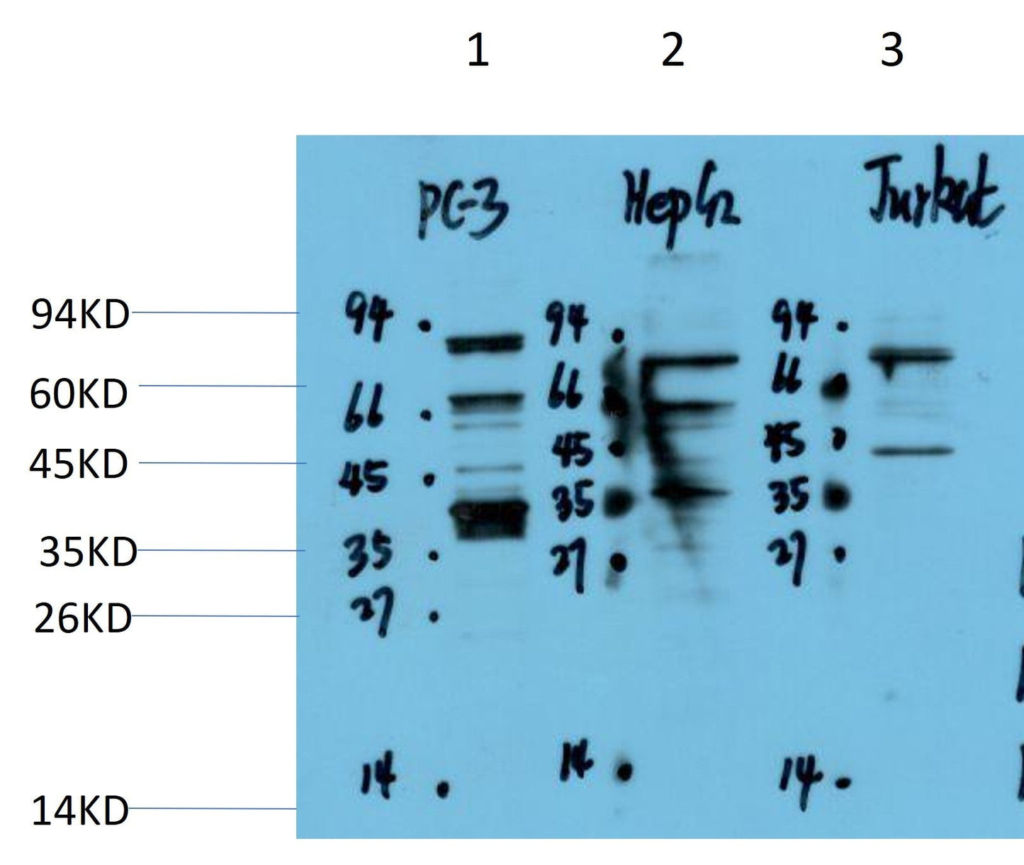 Branchiostoma belcheri PAX9 Polyclonal Antibody