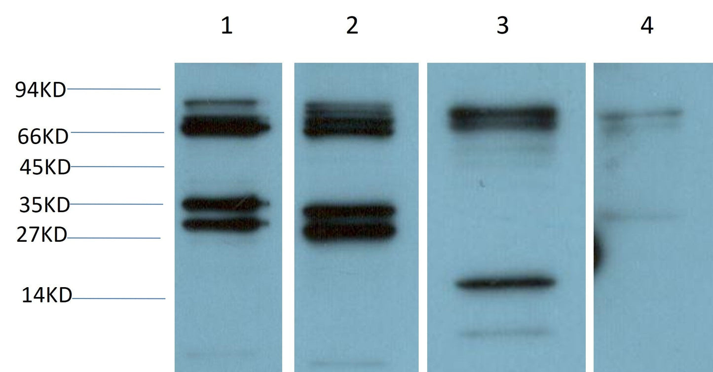 SGT1/ECD Polyclonal Antibody
