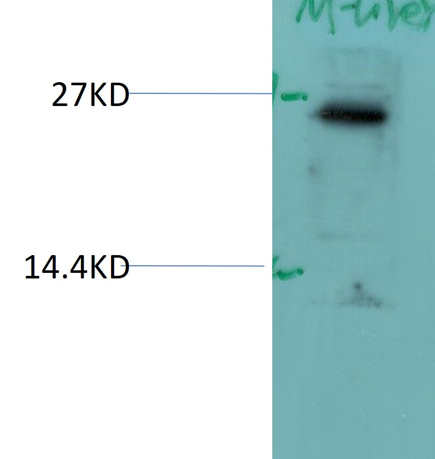 Syndecan-4 Rabbit Polyclonal Antibody