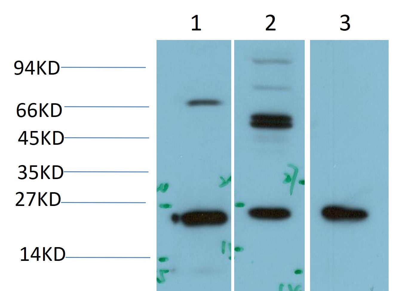 Plant GST Polyclonal Antibody