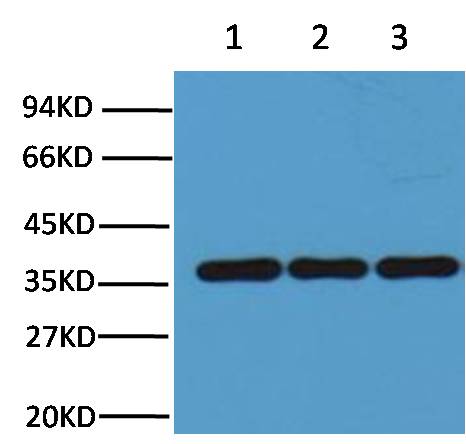 GAPDH Monoclonal Antibody (2B8)