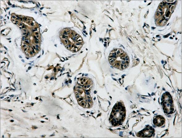 Beta-Tubulin Monoclonal Antibody (5G3)