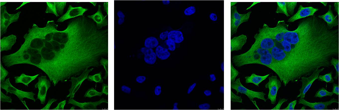 Beta-Tubulin Monoclonal Antibody (5G3)