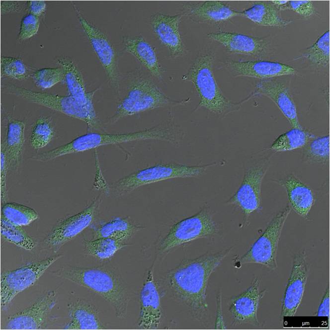 Beta-actin Monoclonal Antibody (A02)