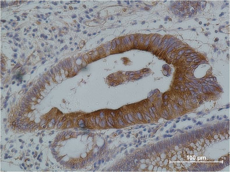 Alpha tubulin Monoclonal Antibody (8F11)