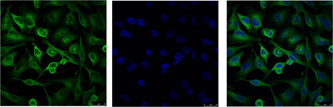 Alpha tubulin Monoclonal Antibody (8F11)