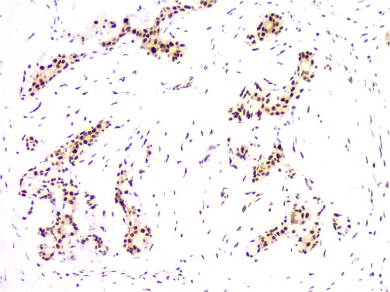 PCNA Monoclonal Antibody (7D1)