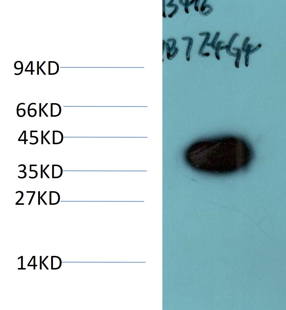 Drosophila Melanogaster GAPDH Monoclonal Antibody (7B7)
