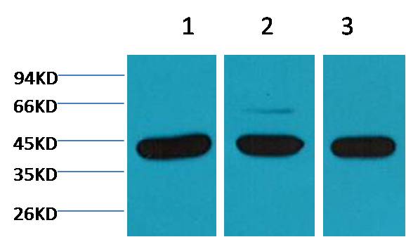 Beta-actin Monoclonal Antibody (M5)