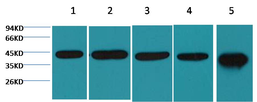 Beta-actin Monoclonal Antibody (Mix-mA™)