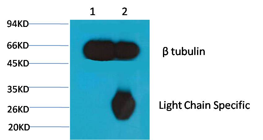 Beta-tubulin Monoclonal Antibody (Mix-mA™)