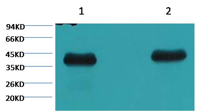 Plant actin Monoclonal Antibody (2E3)