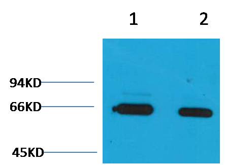 Bovine Serum Albumin Polyclonal Antibody