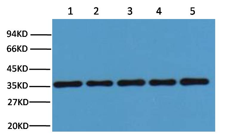 GAPDH Polyclonal Antibody