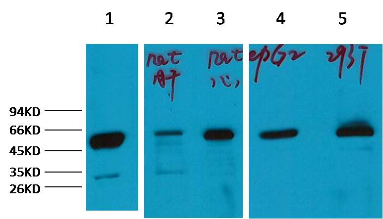 Alpha-tubulin Polyclonal Antibody