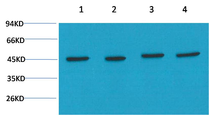 Beta-actin Polyclonal Antibody (A283)