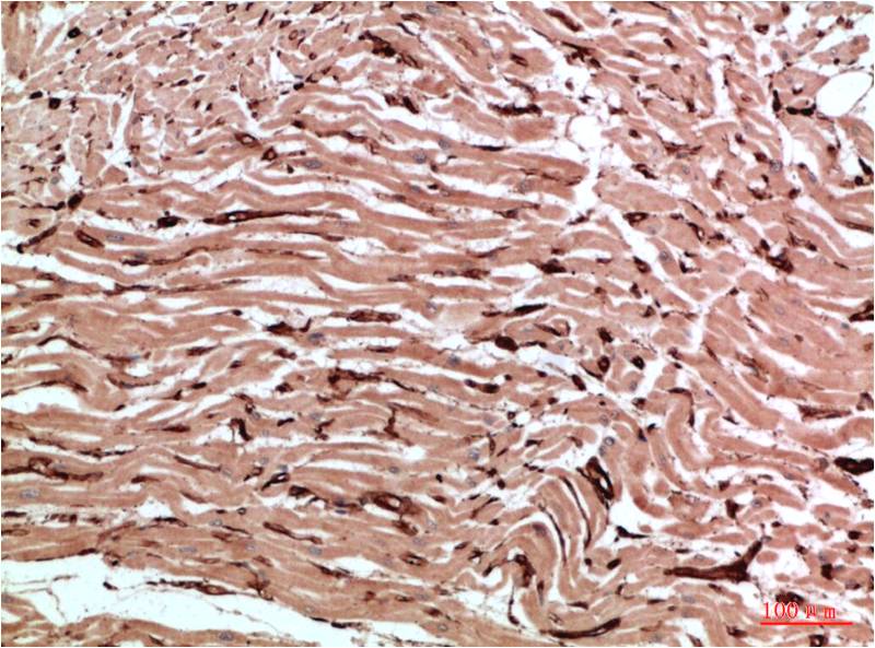Beta-actin Polyclonal Antibody (A283)