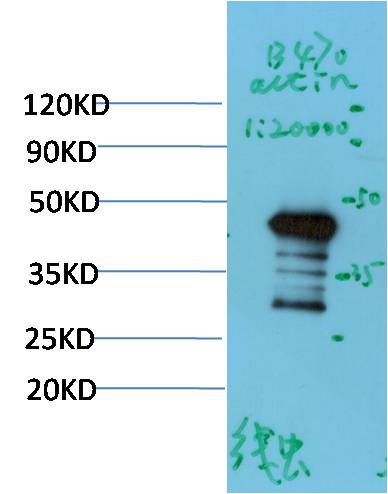 C. Elegans Beta-actin Polyclonal Antibody