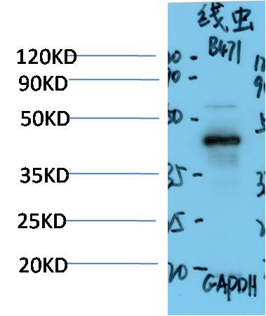 C. Elegans GAPDH Polyclonal Antibody