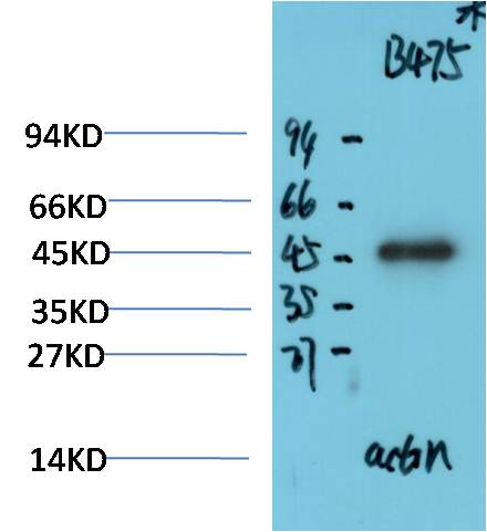 Drosophila Melanogaster Beta-actin Polyclonal Antibody