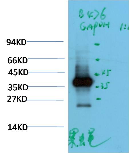 Drosophila Melanogaster GAPDH Polyclonal Antibody