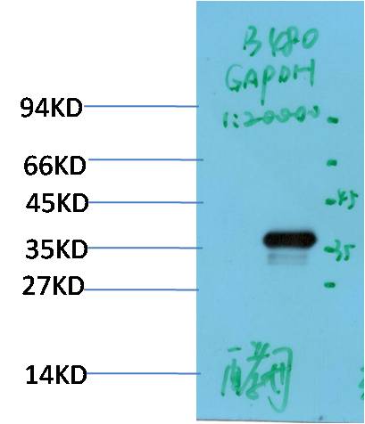 Yeast GAPDH Polyclonal Antibody