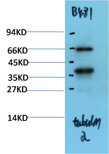 Yeast Alpha-tubulin Polyclonal Antibody